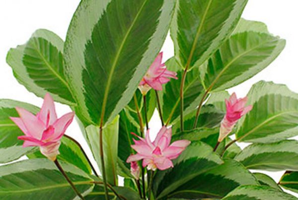 calathea en fleurs