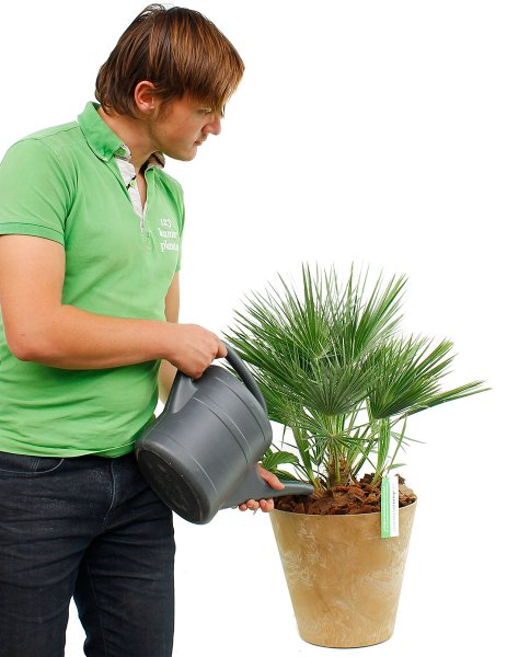 Arrosage du Chamaerops Humilis