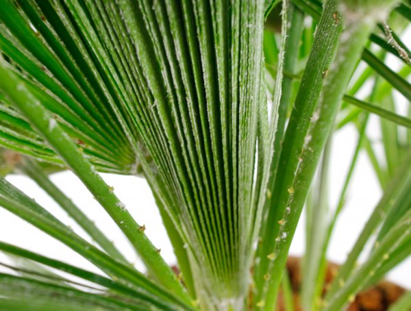 Chamaerops Humilis nouvelle feuille