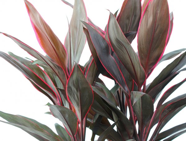 Cordyline Rumba