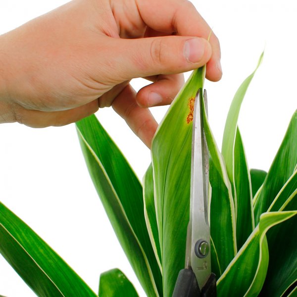 Coupe-feuille Cordyline brun