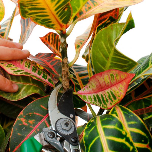 taille des crotons