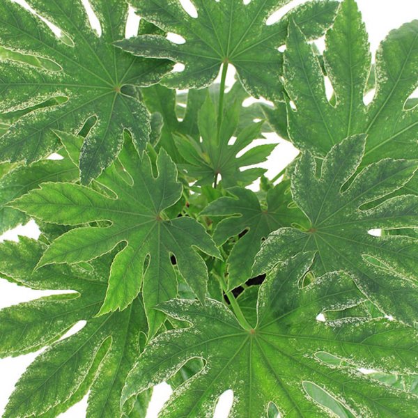 Feuilles de fatsia