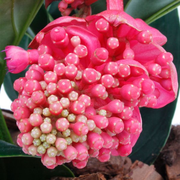 Fleur rose Medinilla