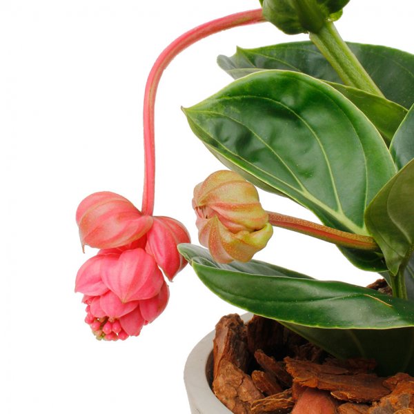 Fleur suspendue Medinilla