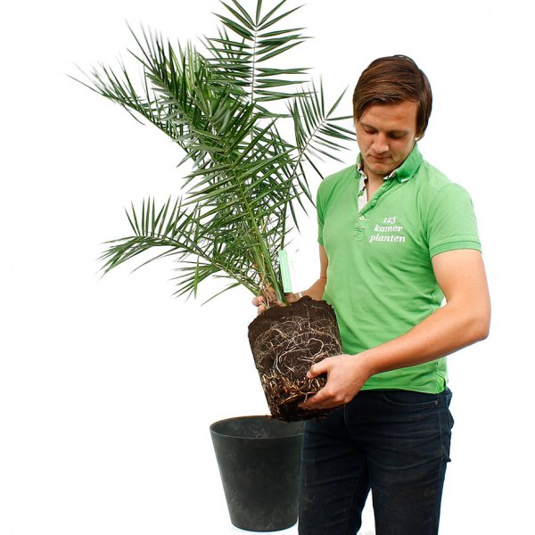 Phoenix Canariensis rempotage