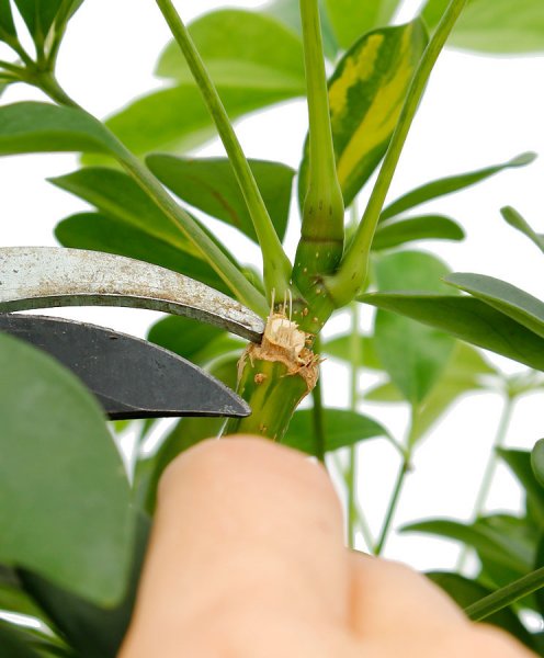 Taille des Schefflera