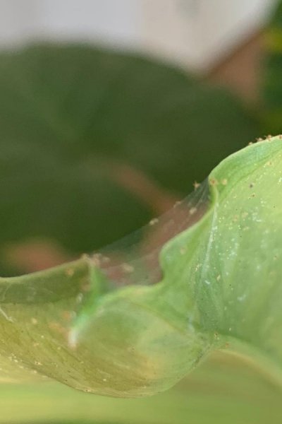 Informations sur la lutte contre Les araignées rouges