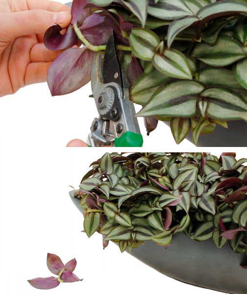 Taille des Tradescantia