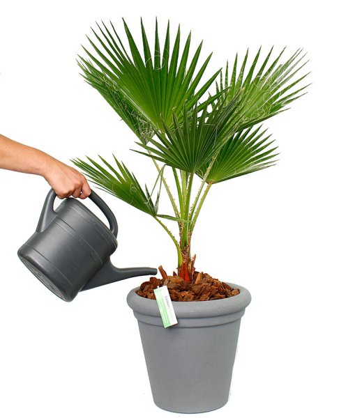 Arrosage du Washingtonia