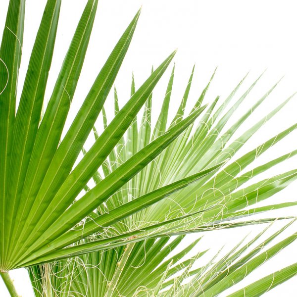 Feuille de Washingtonia