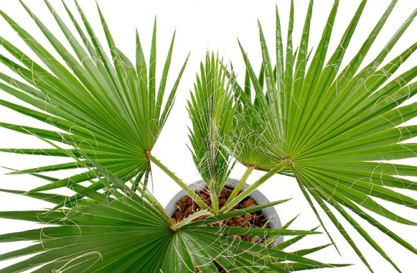 Les parasites de Washingtonia