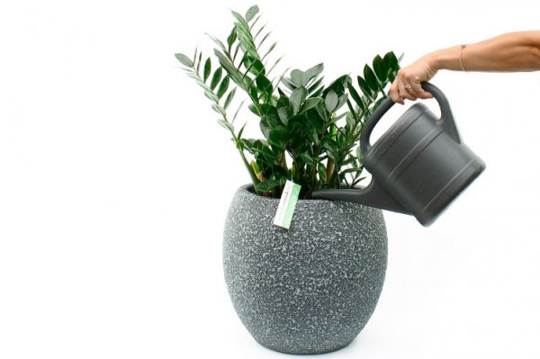 Arroser les Zamioculcas