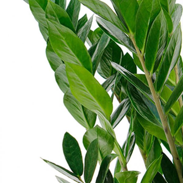 Entretien Zamioculcas