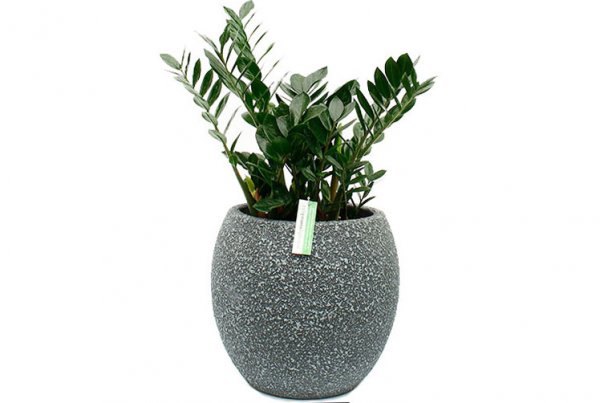 Zamioculcas en pot